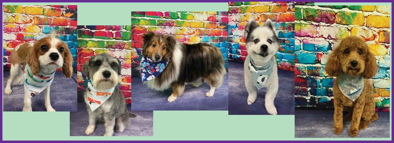 Cricket’s K9 Clips Professional Dog Groomer Delaware, OH